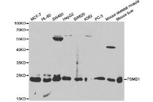 Western blot analysis of extracts of various cell lines, using PSMB1 antibody. (PSMB1 anticorps  (AA 29-241))