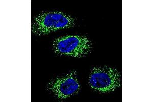 Confocal immunofluorescent analysis of HSP90B1 Antibody (N-term) (ABIN651092 and ABIN2840067) with NCI- cell followed by Alexa Fluor 488-conjugated goat anti-rabbit lgG (green).