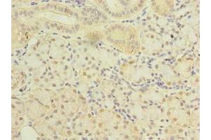 Immunohistochemistry of paraffin-embedded human pancreatic tissue using ABIN7169964 at dilution of 1:100