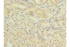 Immunohistochemistry of paraffin-embedded human pancreatic tissue using ABIN7169964 at dilution of 1:100 (SLC38A2 anticorps  (AA 1-76))