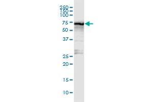 STRA6 MaxPab rabbit polyclonal antibody.