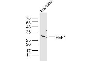Mouse intestine lysates probed with PEF1 Polyclonal Antibody, unconjugated  at 1:300 overnight at 4°C followed by a conjugated secondary antibody at 1:10000 for 90 minutes at 37°C. (PEF1 anticorps  (AA 121-230))