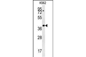 Western blot analysis in K562 cell line lysates (35ug/lane). (DGCR14 anticorps  (AA 217-244))