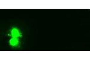 Immunofluorescence (IF) image for anti-Hematopoietically Expressed Homeobox (HHEX) (AA 100-270) antibody (ABIN1490796)