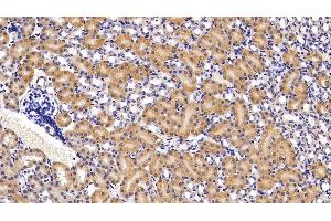 Detection of APOA4 in Mouse Kidney Tissue using Polyclonal Antibody to Apolipoprotein A4 (APOA4) (APOA4 anticorps  (AA 299-369))