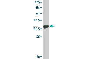 Western Blot detection against Immunogen (32.