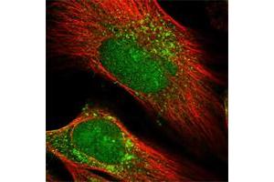Immunofluorescent staining of human cell line U-251 MG shows positivity in nucleus & vesicles. (PRUNE2 anticorps)