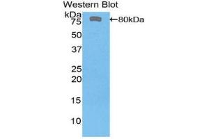 Western Blotting (WB) image for anti-FK506 Binding Protein 5 (FKBP5) (AA 2-457) antibody (ABIN1858896) (FKBP5 anticorps  (AA 2-457))