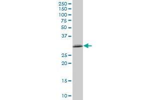 TXNDC MaxPab polyclonal antibody.