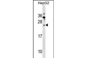 SHISA5 Antibody (Center) (ABIN1538603 and ABIN2849230) western blot analysis in HepG2 cell line lysates (35 μg/lane). (SHISA5 anticorps  (AA 75-102))