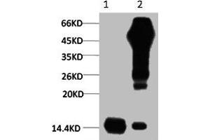 1) Input: Hela Cell Lysate 2) IP product: IP dilute 1:200 (Histone 3 anticorps)