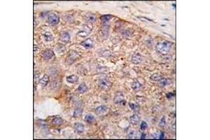 Image no. 1 for anti-Ubiquitin Domain Containing 1 (UBTD1) (C-Term) antibody (ABIN356630)