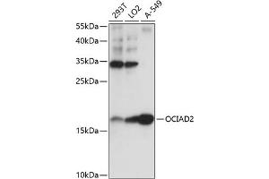 Western blot analysis of extracts of various cell lines, using OCI antibody (ABIN7269077) at 1:1000 dilution.