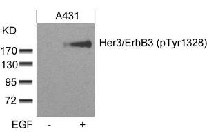 Western blot analysis of extracts from A431 cells untreated or treated with EGF using Her3/ErbB3(phospho-Tyr1328) Antibody. (ERBB3 anticorps  (pTyr1328))