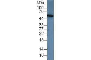 Rabbit Detection antibody from the kit in WB with Positive Control: Rabbit serum. (MMP13 Kit CLIA)