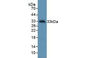 Figure. (Kallikrein 2 anticorps  (AA 19-261))