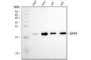Western blot analysis of Glutathione Peroxidase 4/GPX4 using anti-Glutathione Peroxidase 4/GPX4 antibody (ABIN7601212).