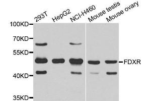 Western Blotting (WB) image for anti-Ferredoxin Reductase (FDXR) (AA 252-491) antibody (ABIN1679833) (Ferredoxin Reductase anticorps  (AA 252-491))