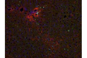 Image kindly submitted by Andrew Keefe as part of the free sample program.