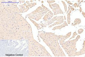 Immunohistochemical analysis of paraffin-embedded rat heart tissue. (EFHD1 anticorps)