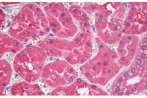 Image no. 2 for anti-Superoxide Dismutase antibody (ABIN1496240) (Superoxide Dismutase anticorps)