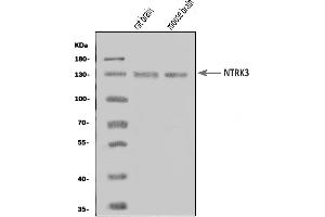 Western blot analysis of TrkC/NTRK3 using anti-TrkC/NTRK3 antibody (ABIN7601311).