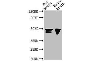 Western Blot Positive WB detected in: Rat brain tissue, Mouse brain tissue All lanes: NANOG antibody at 1:500 Secondary Goat polyclonal to Mouse IgG at 1/10000 dilution Predicted band size: 35, 33 kDa Observed band size: 46, 42 kDa (Nanog anticorps  (AA 1-305))