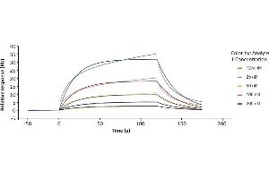 Assessment of binding of human Fc gamma RIIIa / CD16a (176F), immobilized on a CM5 chip, to anti-HER2 human IgG1 (trastuzumab) using a Biacore 8K instrument.