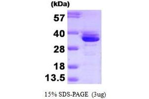 SDS-PAGE (SDS) image for Annexin A3 (ANXA3) (AA 1-323) protein (ABIN666928) (Annexin A3 Protein (ANXA3) (AA 1-323))
