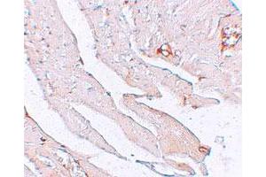 Immunohistochemical staining of mouse heart cells with KL polyclonal antibody  at 2. (Klotho anticorps  (AA 410-460))