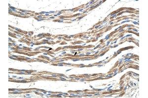 Pannexin 2 antibody was used for immunohistochemistry at a concentration of 4-8 ug/ml to stain Skeletal muscle cells (arrows) in Human Muscle. (Pannexin 2 anticorps  (N-Term))