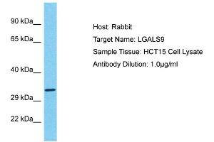 Host: Rabbit Target Name: LGALS9 Sample Tissue: Human HCT15 Whole Cell Antibody Dilution: 1ug/ml (Galectin 9 anticorps  (Middle Region))
