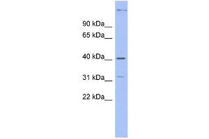 WB Suggested Anti-KHDRBS1 Antibody Titration: 0. (KHDRBS1 anticorps  (Middle Region))
