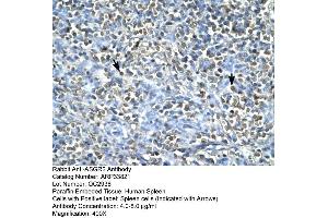 Human Spleen (Asialoglycoprotein Receptor 2 anticorps  (N-Term))