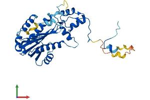 AlphaFold protein structure predicition of Human Recombinant RNASEH2A Protein, UniprotID O75792