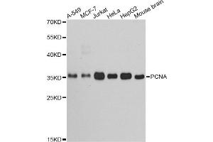 Western blot analysis of extracts of various cell lines, using PCNA antibody (ABIN5970094) at 1/1000 dilution. (PCNA anticorps)
