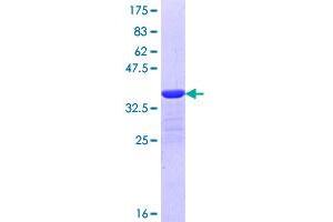 Image no. 1 for Myosin Light Chain Kinase Family, Member 4 (MYLK4) (AA 3-100) protein (GST tag) (ABIN1311795)