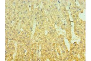 Immunohistochemistry of paraffin-embedded human adrenal gland tissue using ABIN7153430 at dilution of 1:100 (GAL anticorps  (AA 20-123))