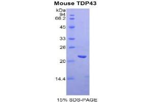 SDS-PAGE analysis of Mouse TDP43 Protein. (TARDBP Protéine)