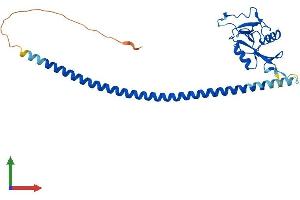 AlphaFold protein structure predicition of Mouse Recombinant Asgr1 Protein, UniprotID P34927