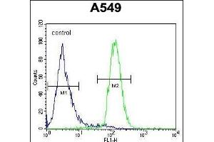 LILRA2 Antibody (Center) (ABIN654421 and ABIN2844156) flow cytometric analysis of A549 cells (right histogram) compared to a negative control cell (left histogram). (LILRA2 anticorps  (AA 55-81))