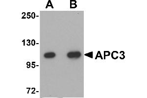Western Blotting (WB) image for anti-Cell Division Cycle 27 Homolog (S. Cerevisiae) (CDC27) (C-Term) antibody (ABIN1030244) (CDC27 anticorps  (C-Term))