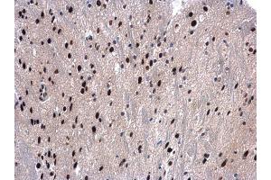 IHC-P Image UAP56 antibody [N1C2] detects UAP56 protein at nucleus in mouse brain by immunohistochemical analysis.