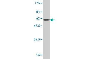 Western Blot detection against Immunogen (58.