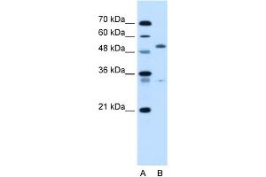 WB Suggested Anti-PODXL Antibody Titration:  5. (PODXL anticorps  (N-Term))