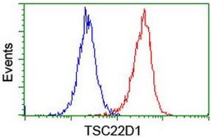 Image no. 12 for anti-TSC22 Domain Family, Member 1 (TSC22D1) antibody (ABIN1501535) (TSC22D1 anticorps)