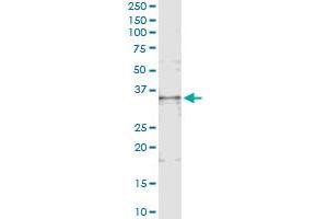 Immunoprecipitation of TNFSF13B transfected lysate using anti-TNFSF13B monoclonal antibody and Protein A Magnetic Bead , and immunoblotted with TNFSF13B MaxPab rabbit polyclonal antibody.