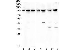 Western blot testing of 1) rat testis, 2) mouse testis, 3) human A375 and 4) human HeLa lysate wtih ALIX antibody. (ALIX anticorps  (AA 2-330))