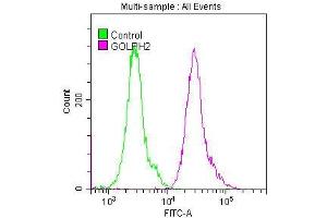 Overlay histogram showing Hela cells stained with ABIN7127517 (red line) at 1:50.
