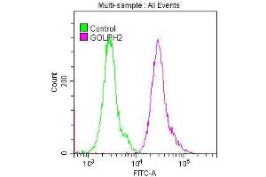 Overlay histogram showing Hela cells stained with ABIN7127517 (red line) at 1:50. (Recombinant GOLM1 anticorps)